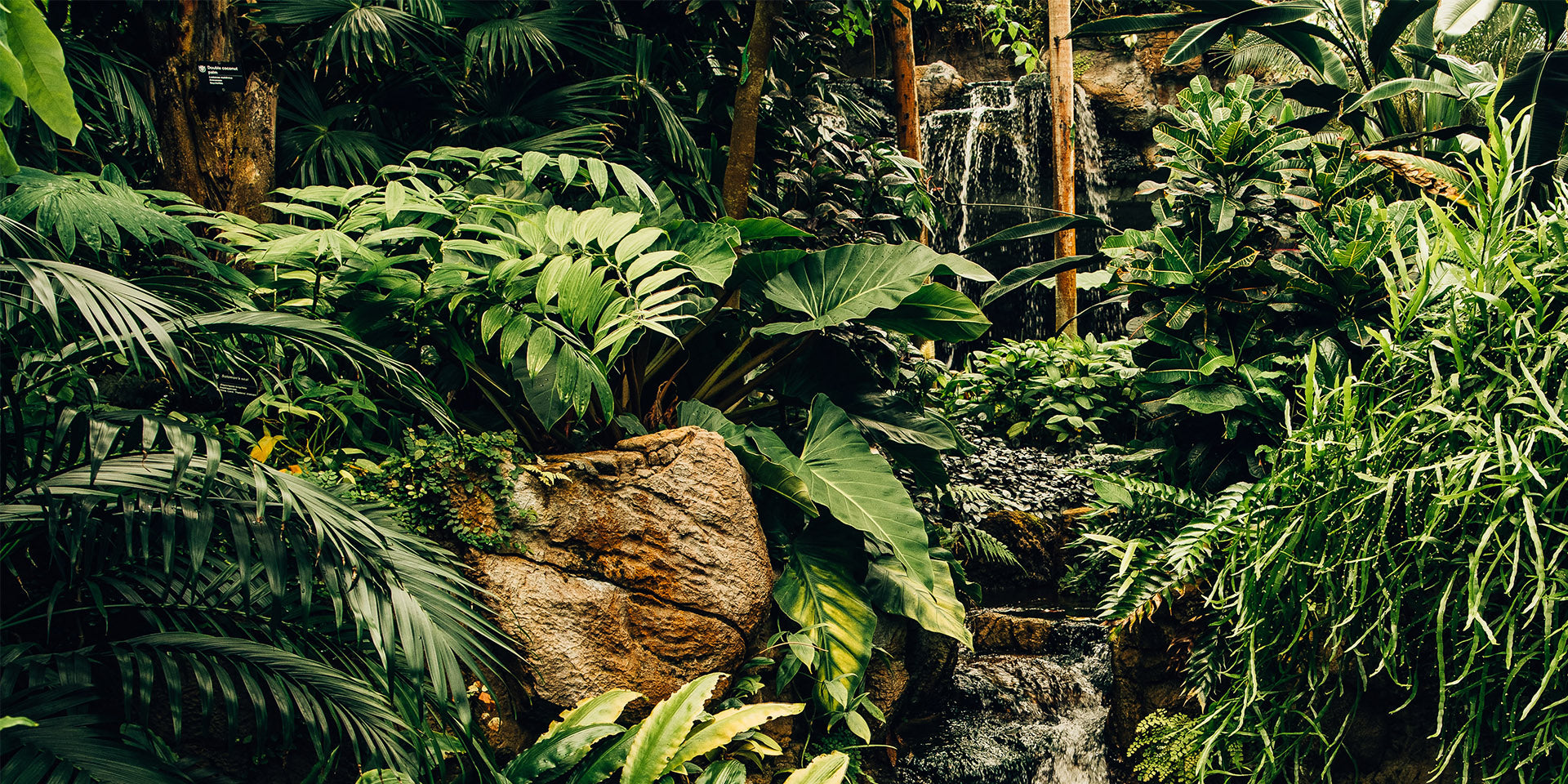 Rainforest